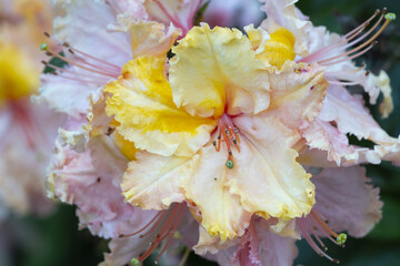 Rhododendron