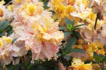 Rhododendron