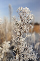 Winter landscapes on the Pisa River