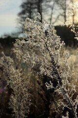 Winter landscapes on the Pisa River