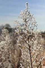 Winter landscapes on the Pisa River