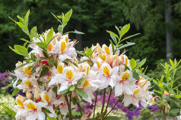 Rhododendron