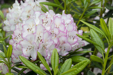 Rhododendron