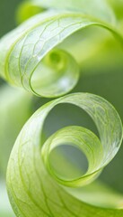 Fresh green macro photography showcasing botanical shapes in soft light with vibrant textures and organic forms