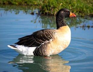 Fototapeta premium A goose floats on a tranquil lake