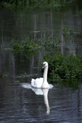 Schwan im Fluss
