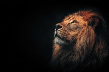 Fototapeta premium Majestic lion portrait illuminated by soft light against a dark backdrop