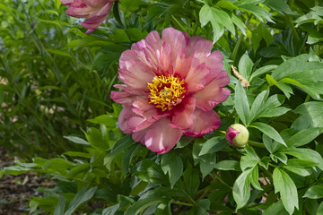 Paeonia