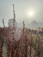 Ros&eacute;e de juillet