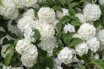 Hydrangea macrophylla