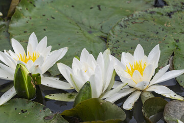 Lotus Flower