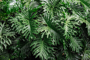 Fototapeta premium Lush Tropical Philodendron Leaves Background