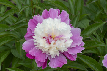 Paeonia