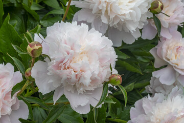 Paeonia