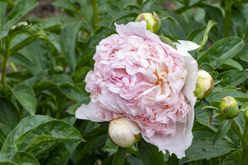Paeonia