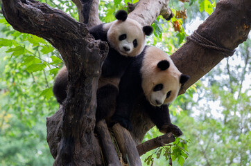 Fototapeta premium Twin Baby Panda Climbing a Tree