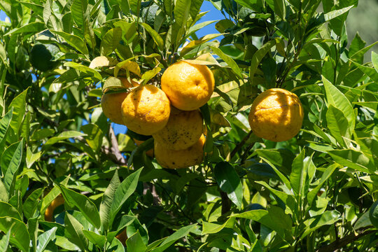 Citrus fruits of bergamot orange tree in Bergamo, North Italy, using in earl grey tea, citrix bergamia tree