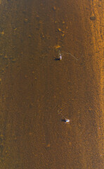 Fly fishing the Miramichi River, New Brunswick, Canada. 