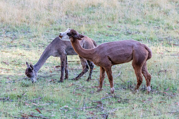 Fototapeta premium Photograph of two freshly sheared brown Alpacas grazing on green grass on a sunny day in an agricultural field in the Blue Mountains in New South Wales, Australia.