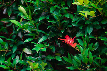 Vibrant Pucuk Merah Shrub, Syzygium Myrtifolium with Bright Red Tip Leaves, Ornamental Hedge Plant for Tropical Garden Landscape and Colorful Exterior Decoration