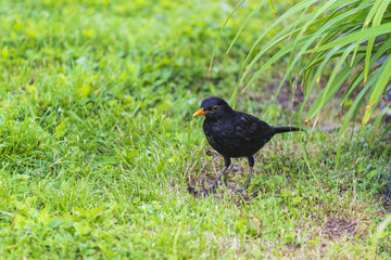 Turdus merula on the grass. blackbird
