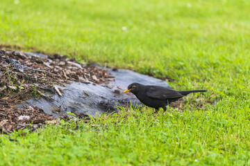 Turdus merula on the grass. blackbird
