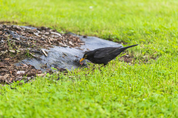 Turdus merula on the grass. blackbird
