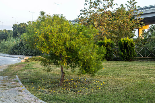 Cascabela thevetia tree with yellow flowers in urban park near bridge. Tropical ornamental shrub in city garden. August, Mediterranean, Turkey.