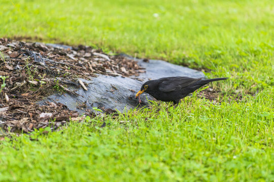 Turdus merula on the grass. blackbird
