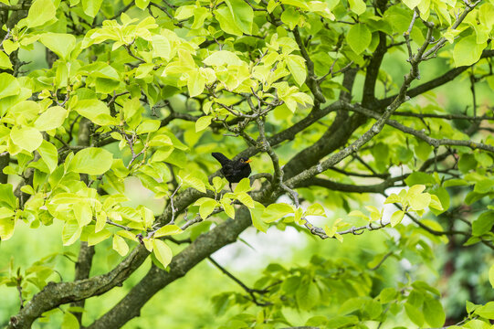 Turdus merula on a tree branch. blackbird