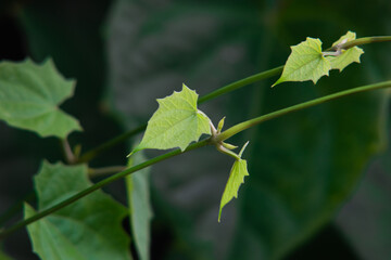 Young Vine Leaves Growing on Green Stem, Fresh Climbing Plant Shoots, Natural Tropical Foliage with Soft Light, Botanical Detail of Garden Vine Plant