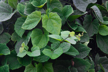 Binahong Leaves With Water Drops, Anredera Cordifolia Medicinal Plant, Fresh Green Herbal Vine Leaves Background for Traditional Medicine and Natural Health