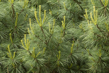 Pinus pinea tree