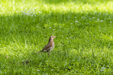 Turdus philomelos on the grass
