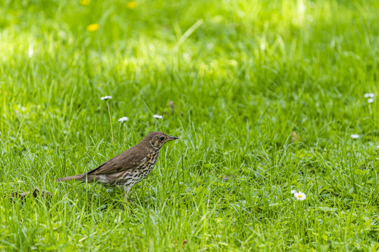 Turdus philomelos on the grass
