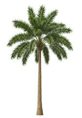 A mature date palm tree with a tall, slender, fibrous light brown trunk and vibrant emerald green fronds, isolated against a transparent studio background with copy space, clean product photography