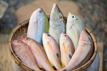 Fresh fish on bamboo basket