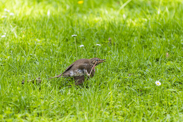 Turdus philomelos on the grass
