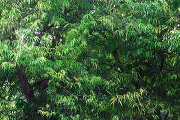 Lush Polyalthia Longifolia Foliage Pattern, Detailed Green Leaves of Ashoka Tree, Tropical Evergreen Tree Canopy for Botanical and Nature Environment Background