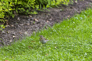 Turdus philomelos on the grass

