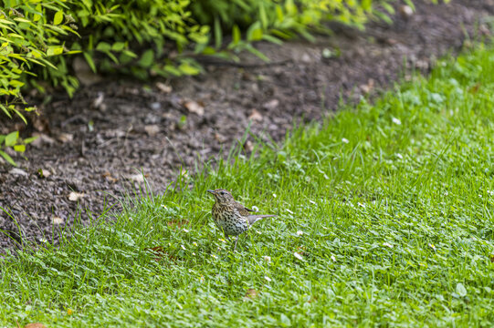 Turdus philomelos on the grass
