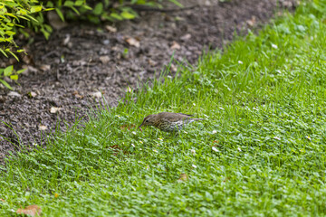 Turdus philomelos on the grass
