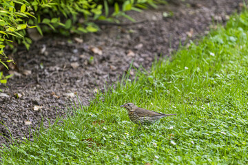 Turdus philomelos on the grass