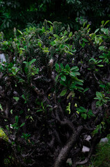 Detailed View of Euphorbia Lactea Shrub, Exotic Succulent Plant with Thick Dark Stems and Small Green Leaves, Ornamental Tropical Cactus for Botanical Garden and Landscape
