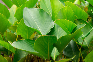 Vibrant Tropical Green Leaves with Smooth Texture and Natural Veins, Lush Botanical Foliage Background from Exotic Garden in Soft Daylight