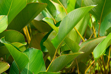 Lush Tropical Green Leaves with Elegant Curves and Natural Veins, Dense Exotic Foliage Background in Fresh Botanical Garden Atmosphere