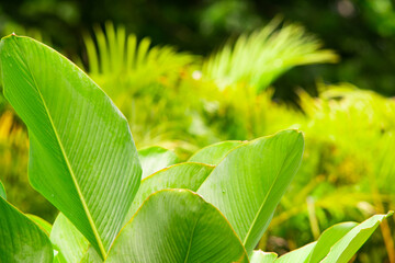 Fresh Tropical Green Leaves with Bright Sunlight and Soft Bokeh Background, Vibrant Exotic Foliage in Natural Garden Setting