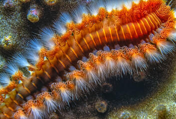Hermodice carunculata, the bearded fireworm