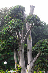 Artistic Pruned Ornamental Tree With Rounded Green Foliage and Smooth Gray Trunk in Garden Park, Tropical Landscaping Design With Natural Outdoor Background