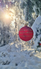 Red Christmas Bauble Hanging on Snowy Pine Branch in Winter Forest